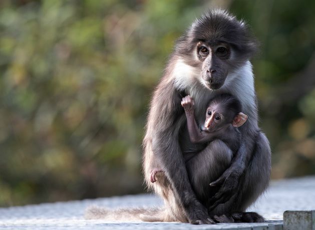 Dublin Zoo