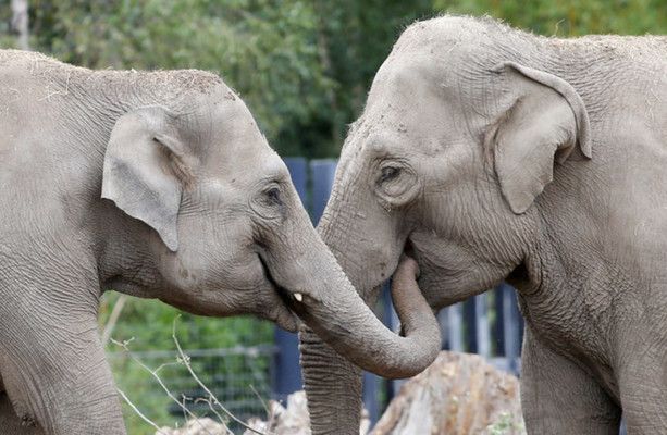 Dublin Zoo