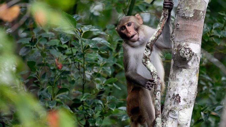 43 monkeys escaped South Carolina