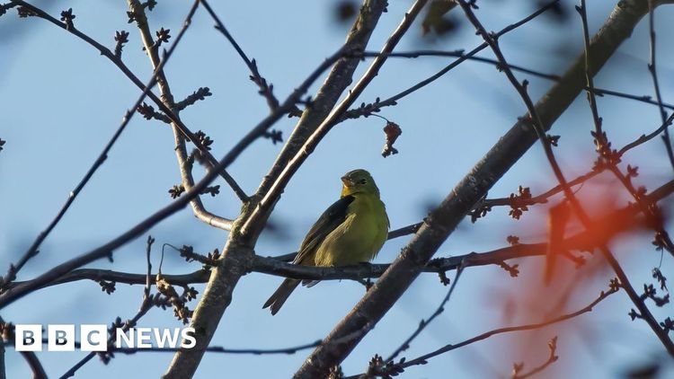 Scarlet tanager