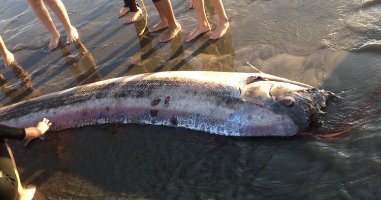 Oarfish